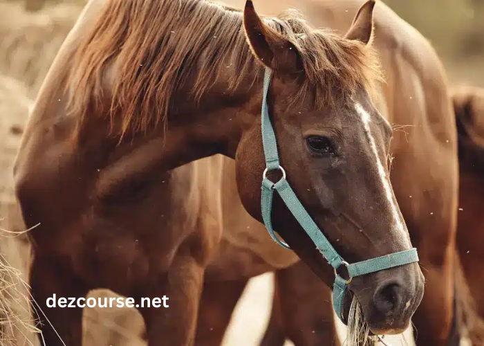 Elimination Des Chevaux