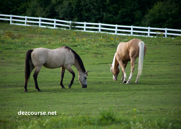 Cheval DE Base