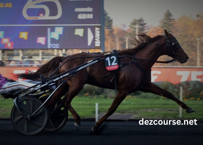 Le Cheval DE Base Incontournable (1)