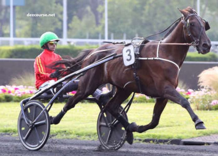 Power Turf Gagnant
