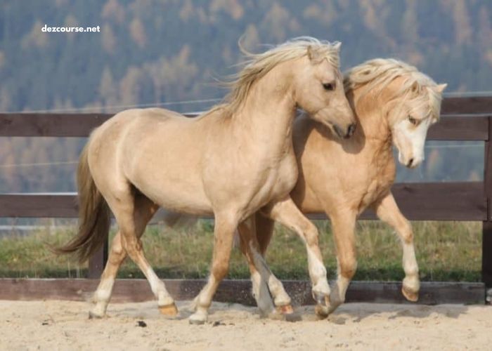 Duo Incontournable
